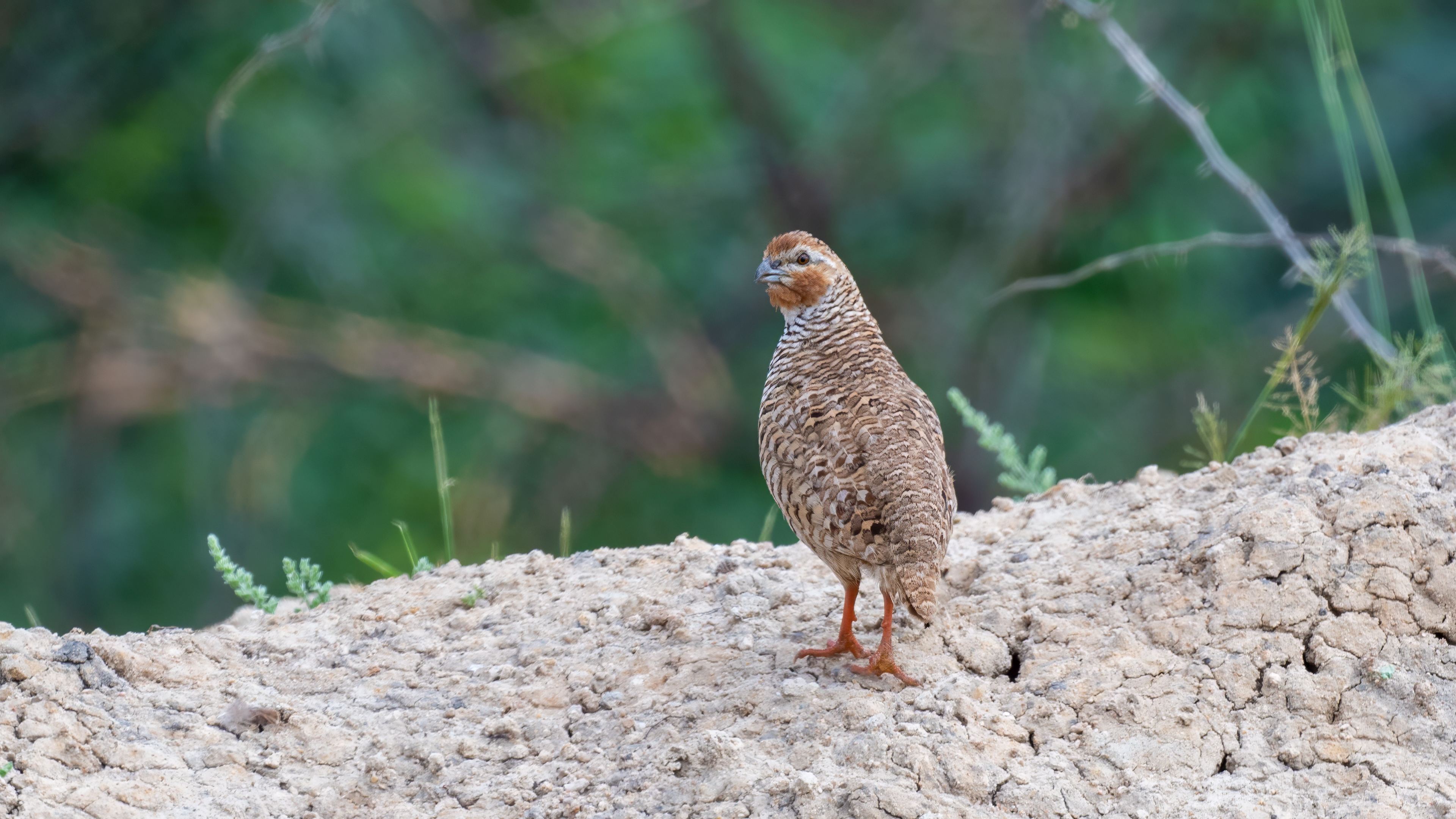Rock Bush Quail